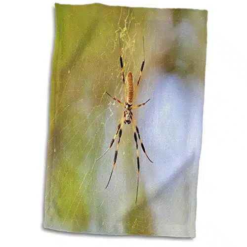 dRose Golden Silk orb Weaver Spider in Florida   Towels (twl )