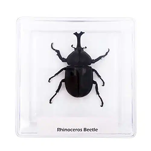 Cased Rhinoceros Beetle Real Large Insect Specimen Children Science Education STEM Gift