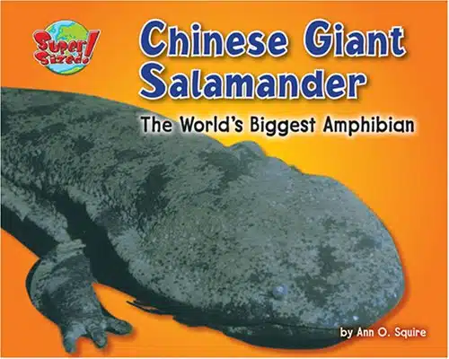 Chinese Giant Salamander The World's Biggest Amphibian (SuperSized!)